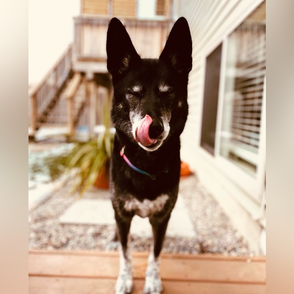 0.75” White 420 Dog Collar - Picture 7 of 16